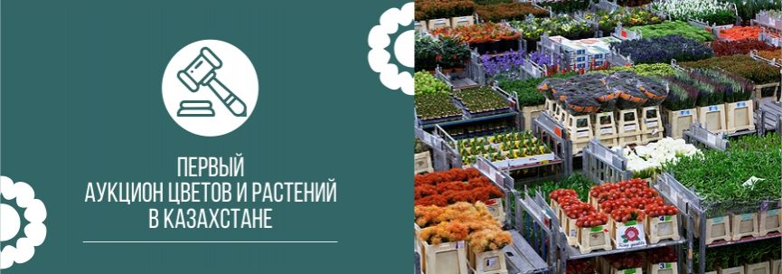 Первый Цветочный аукцион в Казахстане