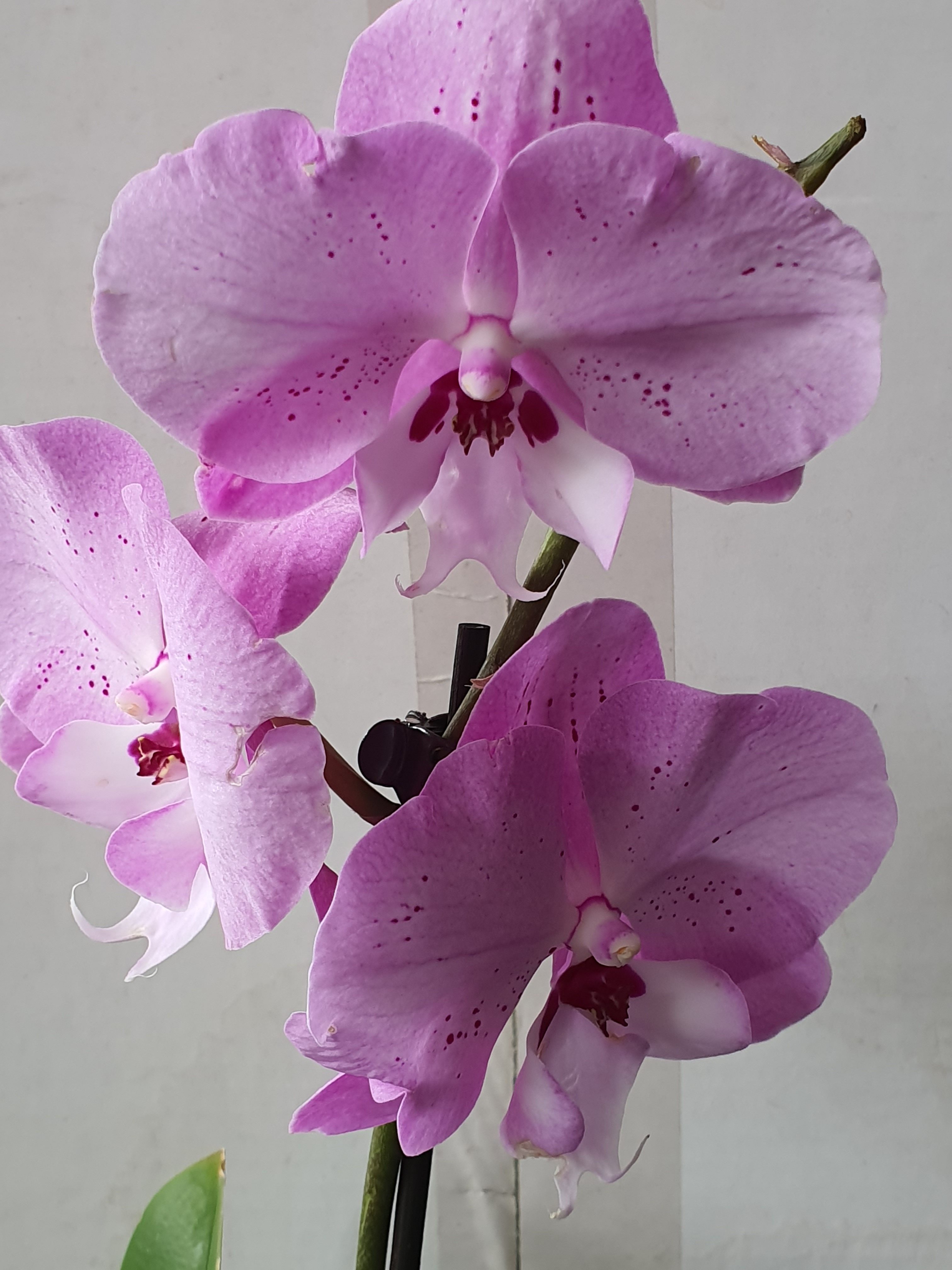 Орхидея №10 (12 диам, 60см, 1цв)