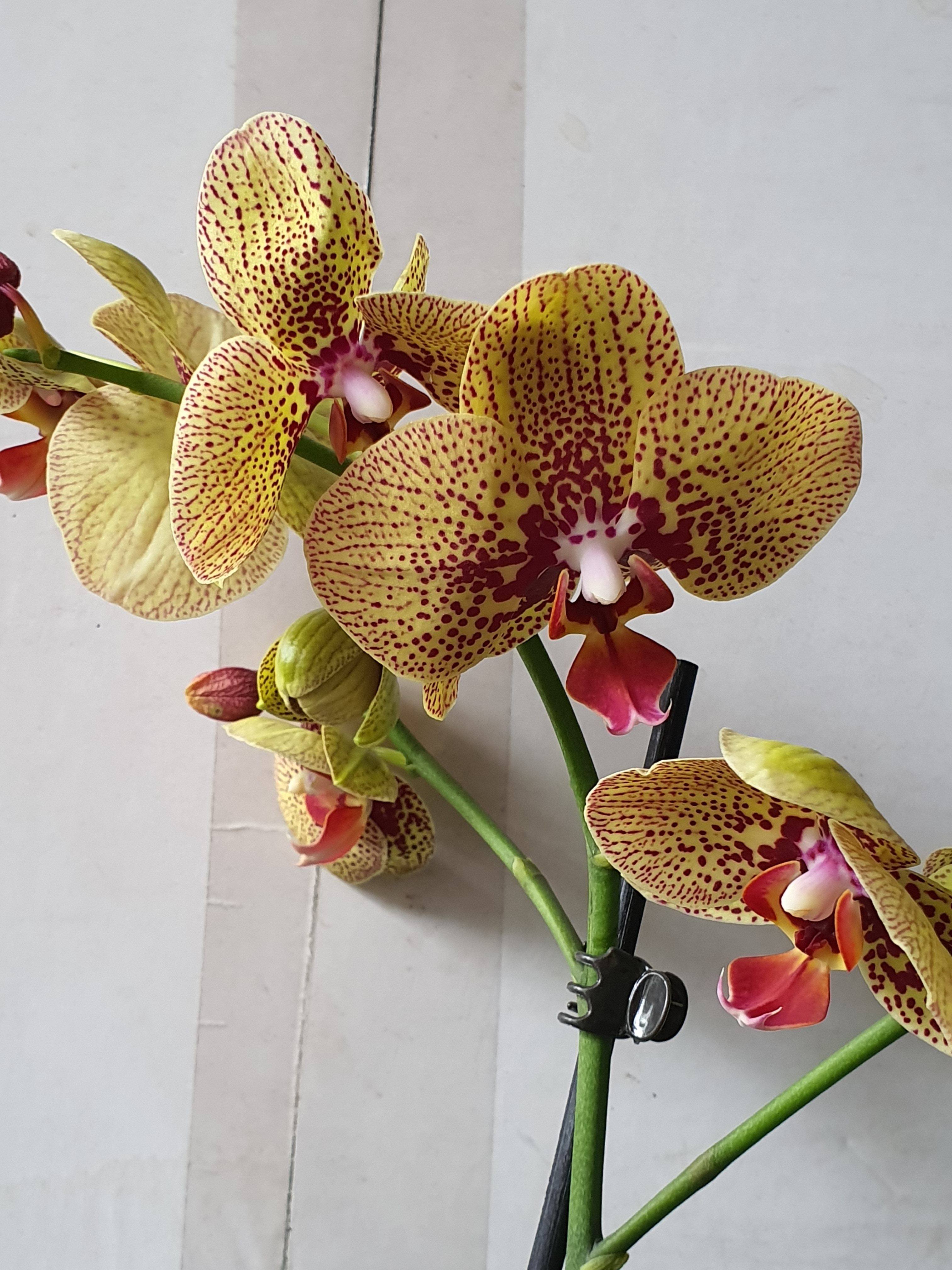 Орхидея №11 (12 диам, 60см, 1цв)