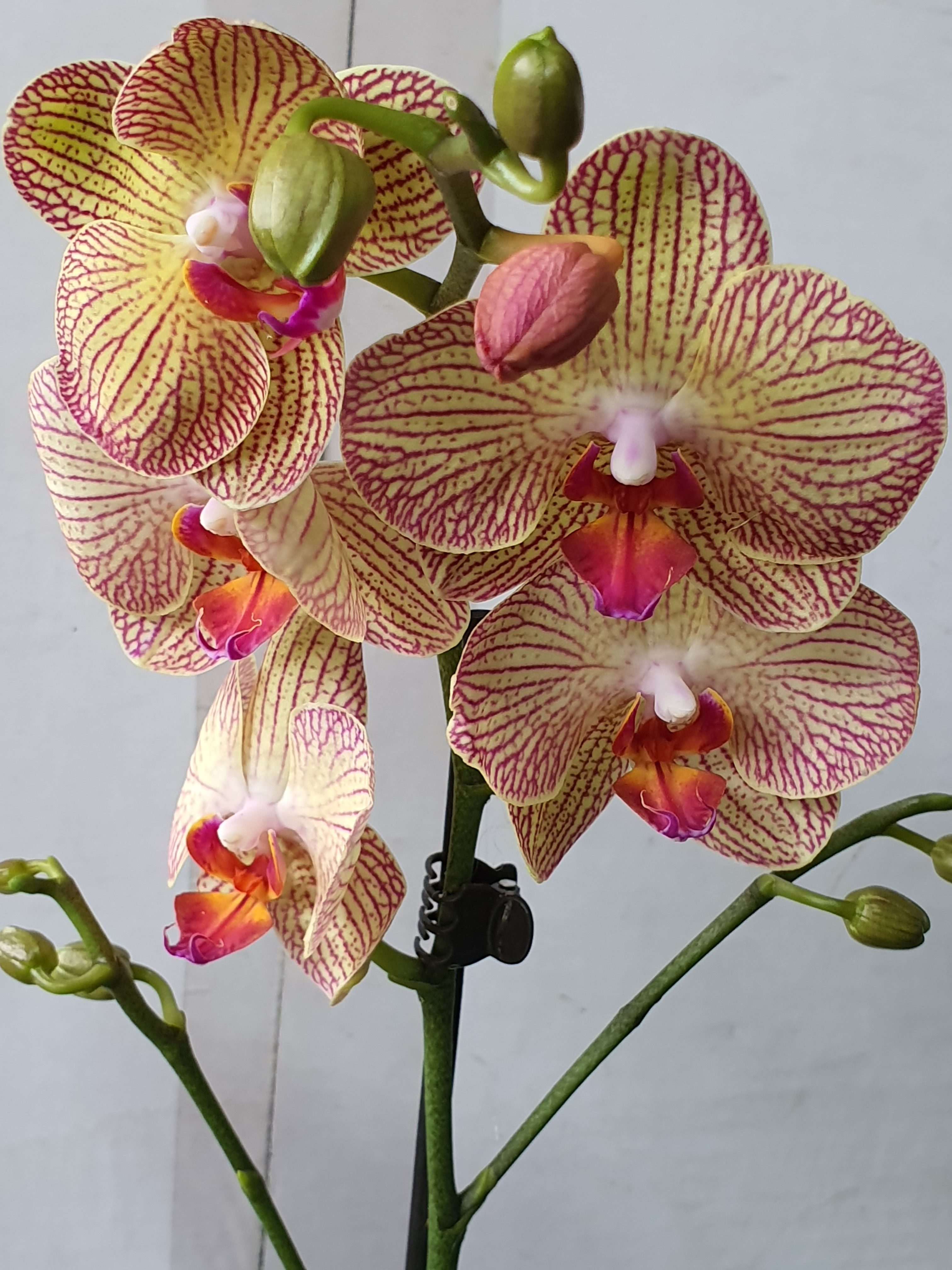 Орхидея №22 (12 диам , 60см, 1цв)