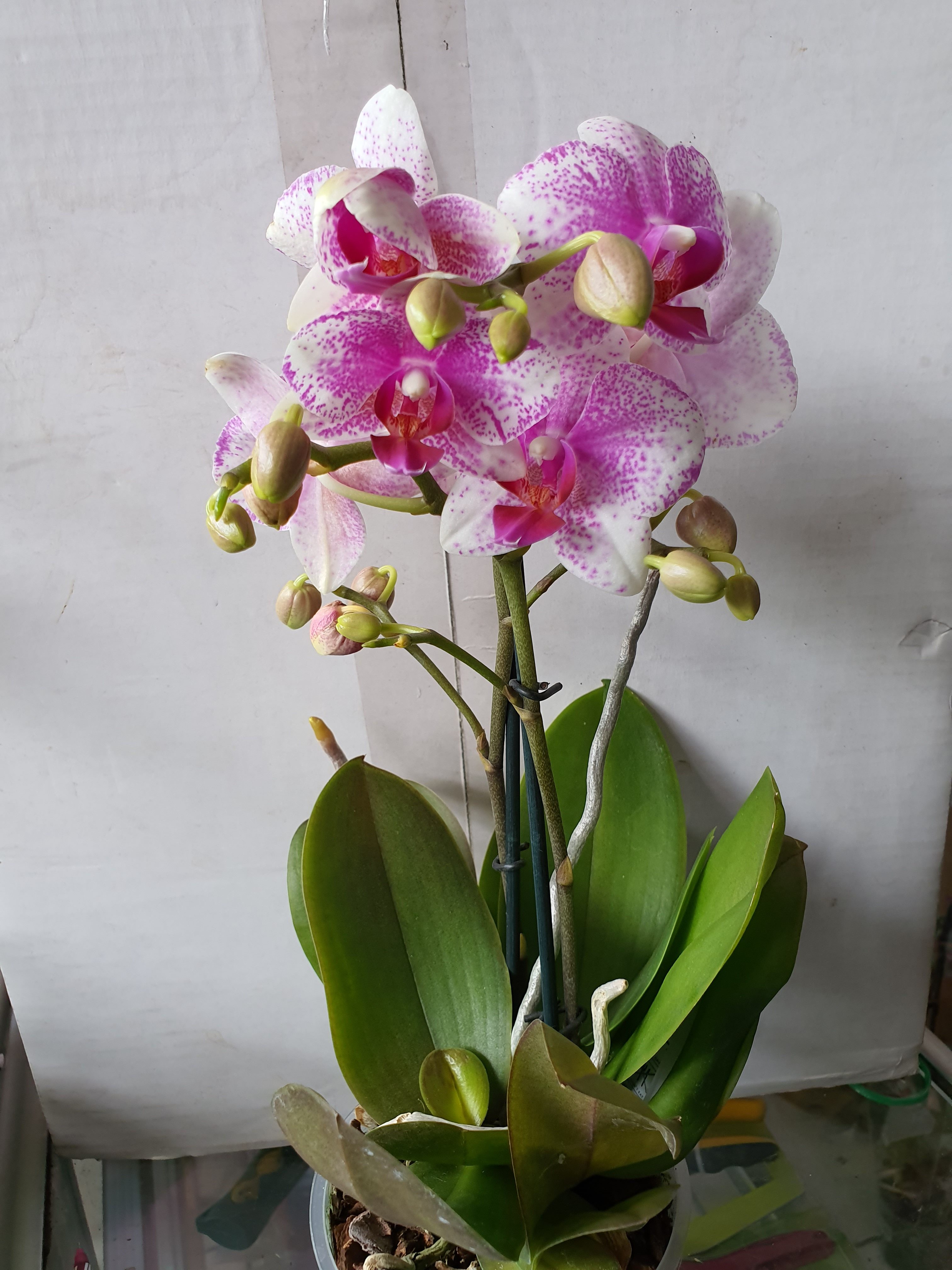 Орхидея №3 (12 диам, 40см, 2цв, 2в1)