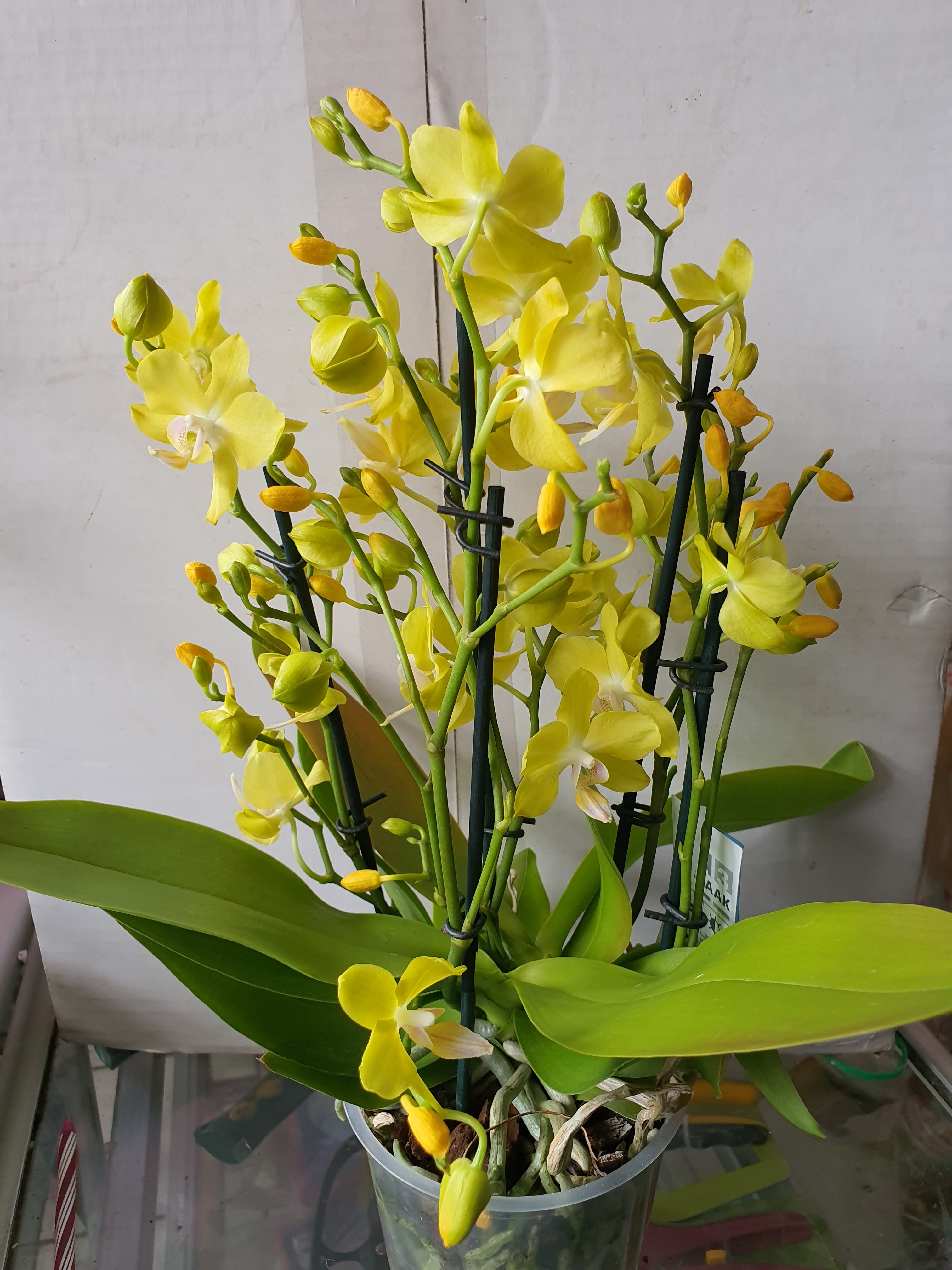 Орхидея №4 (12 диам, 40см, 5+цв, 2в1)