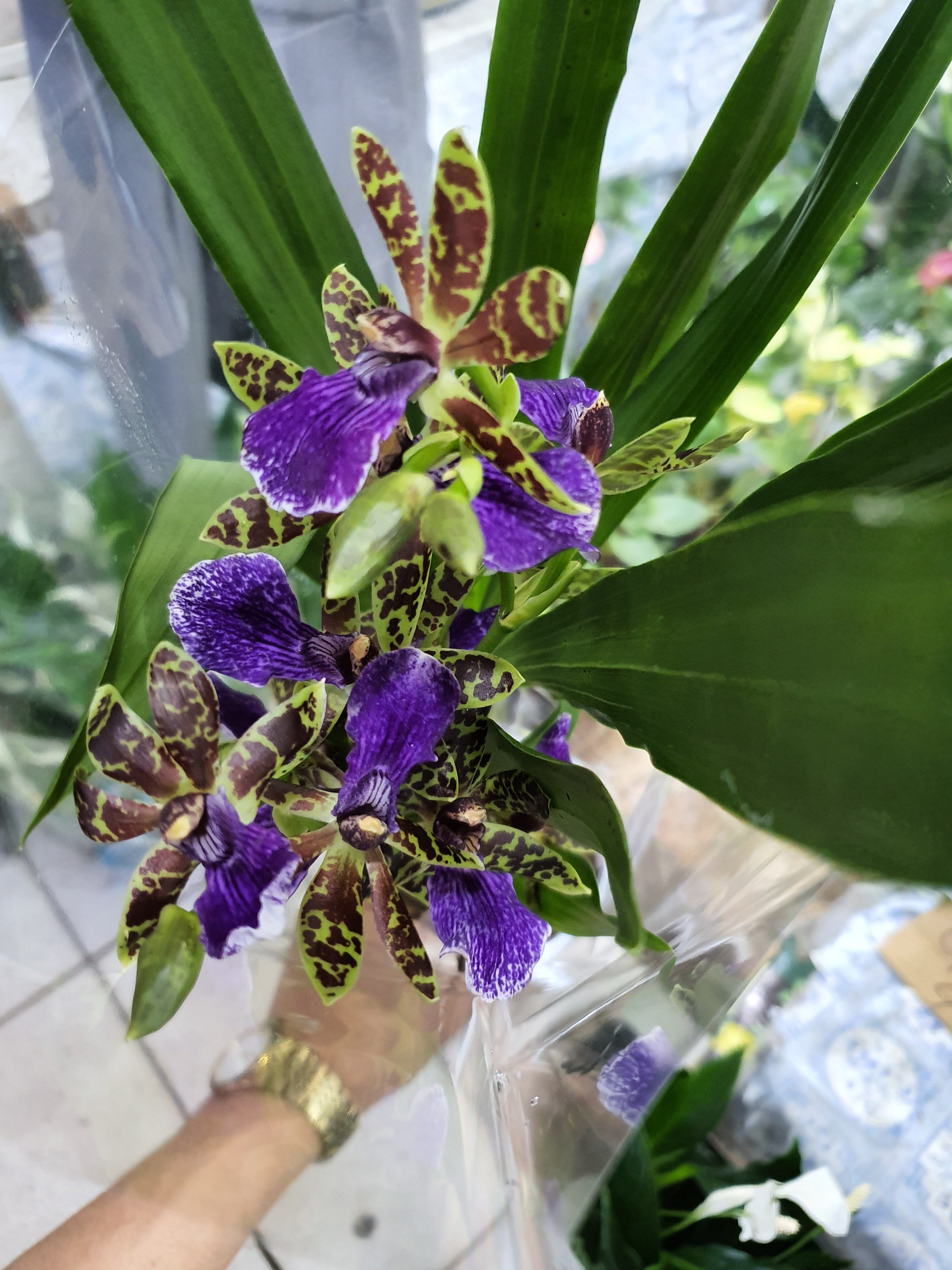 Орхидея №11 Зигопеталум, арома (12 диам, 55см)