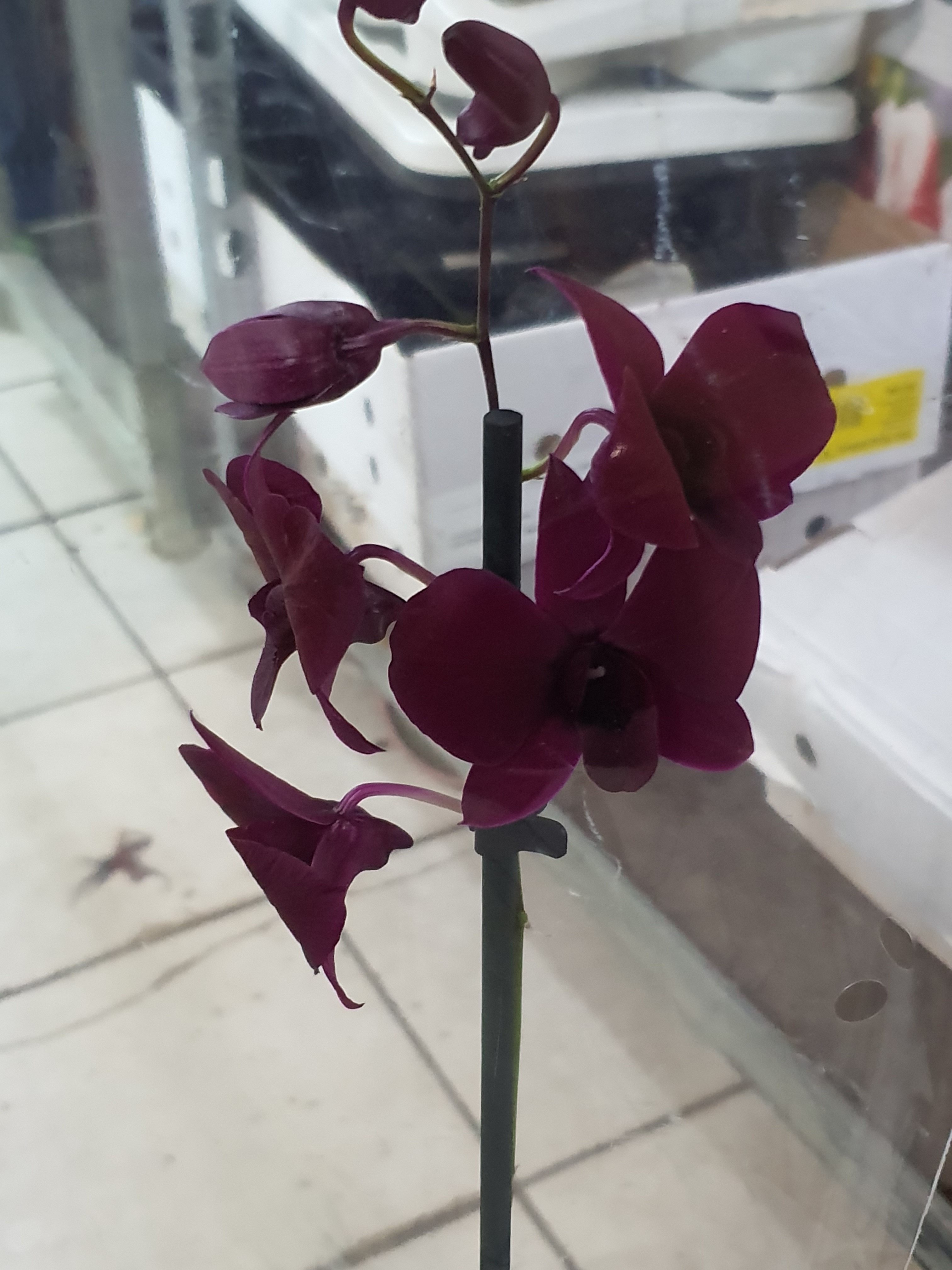 Орхидея №21 (12 диам, 70см)