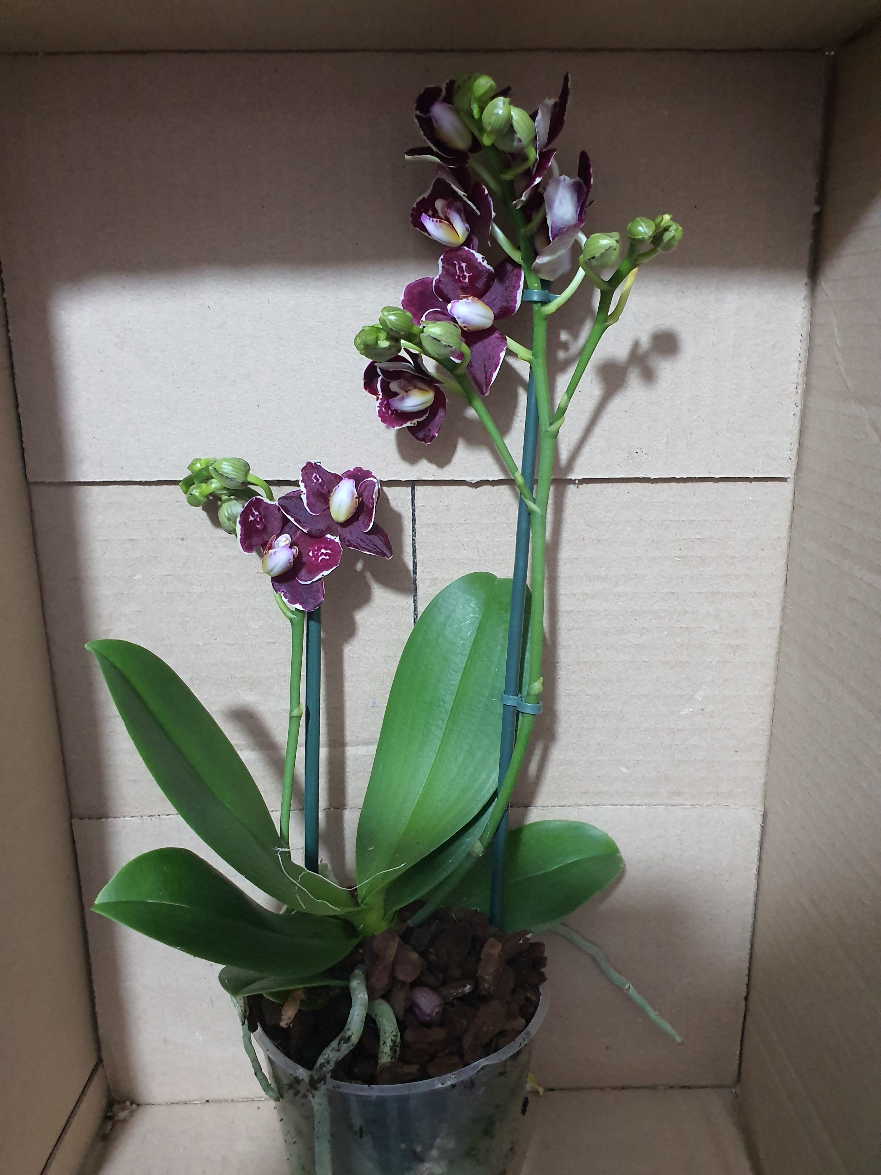 Орхидея №6 Мутант (12 диам, 45см)